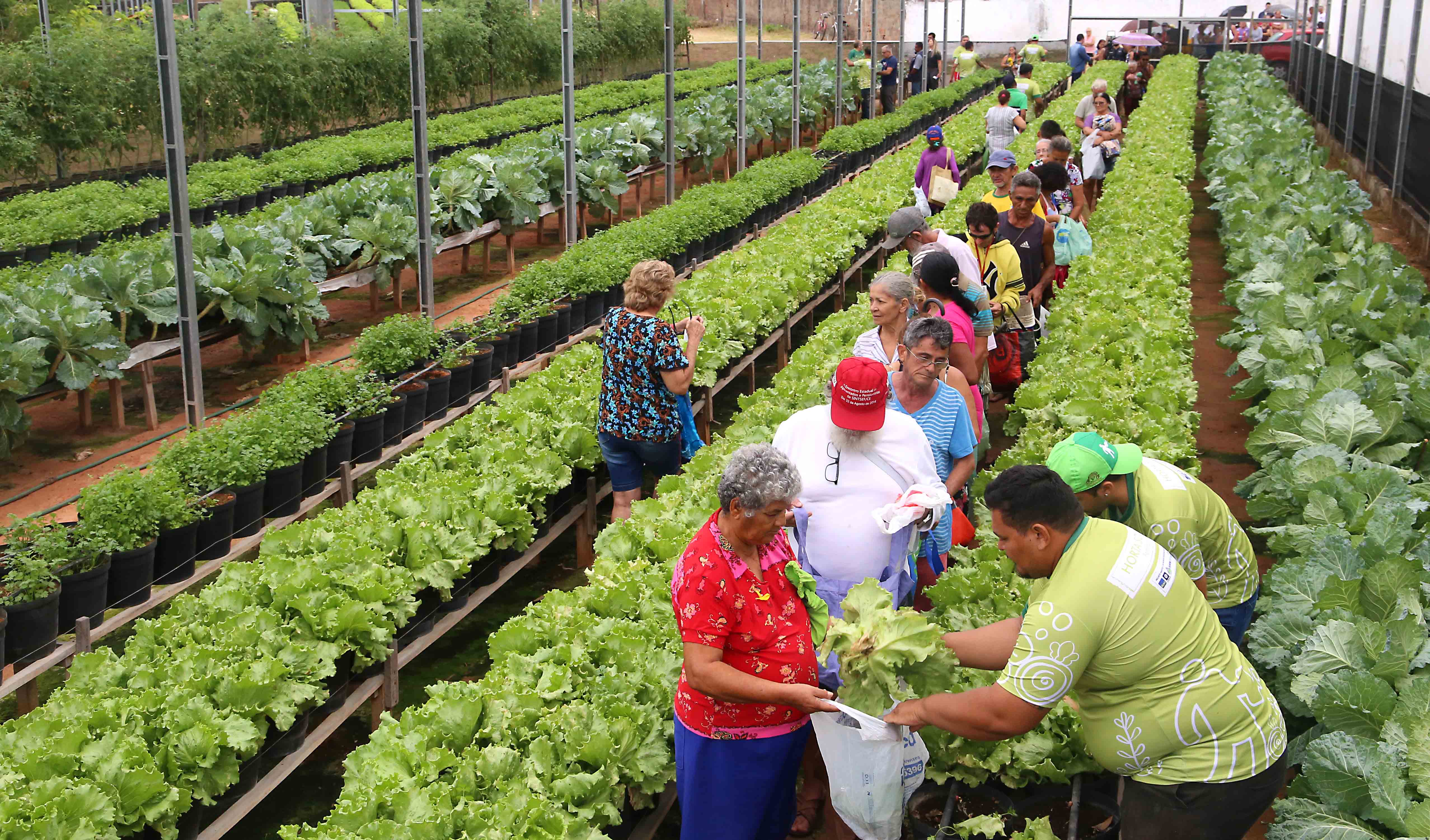 a foto mostra uma horta e pessoas pegando os produtos